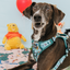 Dog Step-in Harness - Disney's Winnie the Pooh