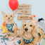 Dog Step-in Harness - Disney's Winnie the Pooh
