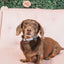 Dog Collar - Magnolia