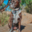Dog Adjustable Harness - Shrooms & Blooms