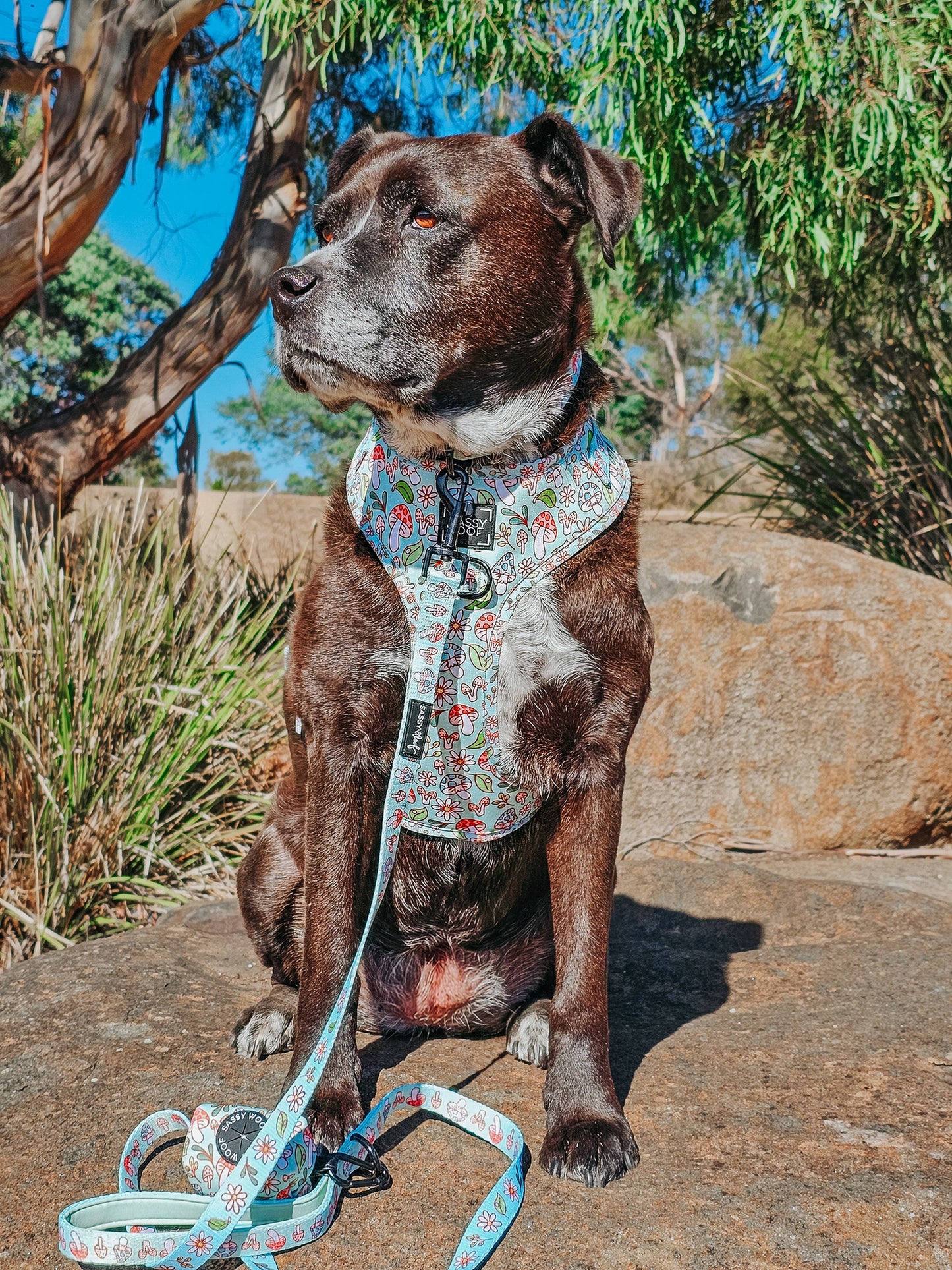 Dog Adjustable Harness - Shrooms & Blooms