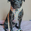 Dog Collar - Good Duck, Babe!