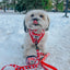 Dog Collar - Hello Kitty® Red Classic
