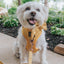 Dog Collar - Sunflower Fields