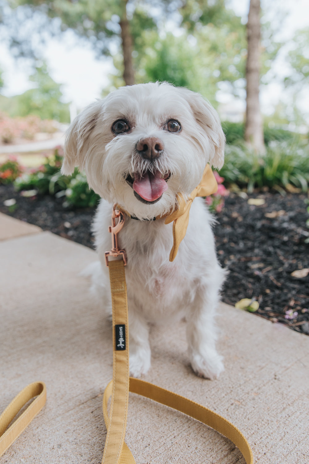 Dog Leash - Sunflower Fields