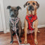 Reversible Harness - The Nightmare Before Christmas™