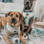 Dog Collar - Mush Love