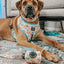 Dog Adjustable Harness - Mush Love