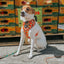 Dog Adjustable Harness - Mango Tango