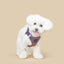 SoHo Complete Dog Walking Set - Lilac Gray