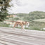 Robin Dog Leash - Choko