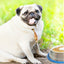 Mr. Peanut's Slow Feed Anti Bloat Dog Bowl with Bonded Silicone Base