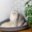 All-Natural, Non-Toxic Plant-Based Cat Litter - 1 Pack (Collective)