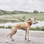 Robin Dog Collar Large - Choko