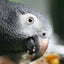 Parrot Food Sample Pack