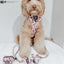 Dog Adjustable Harness - Harley Quinn™