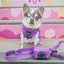 Dog Leash - Neon Purple