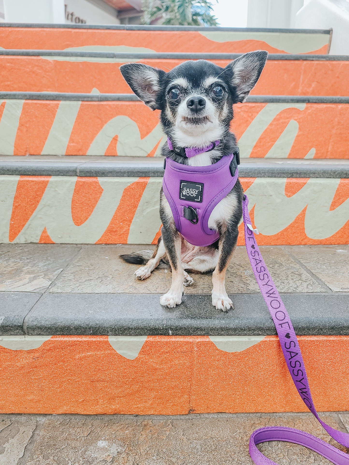 Dog Adjustable Harness - Neon Purple