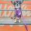 Dog Collar - Neon Purple