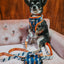Dog Collar - STAR WARS™ Ahsoka