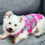 Alpaca Rose Fairisle Dog Sweater