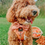 Dog Collar - Apple Cider