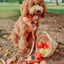 Dog Adjustable Harness - Apple Cider