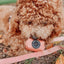 Dog Leash - Apple Cider
