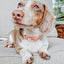 Dog Collar - Apple Cider