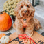 Dog Adjustable Harness - Apple Cider