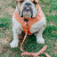 Dog Adjustable Harness - Apple Cider