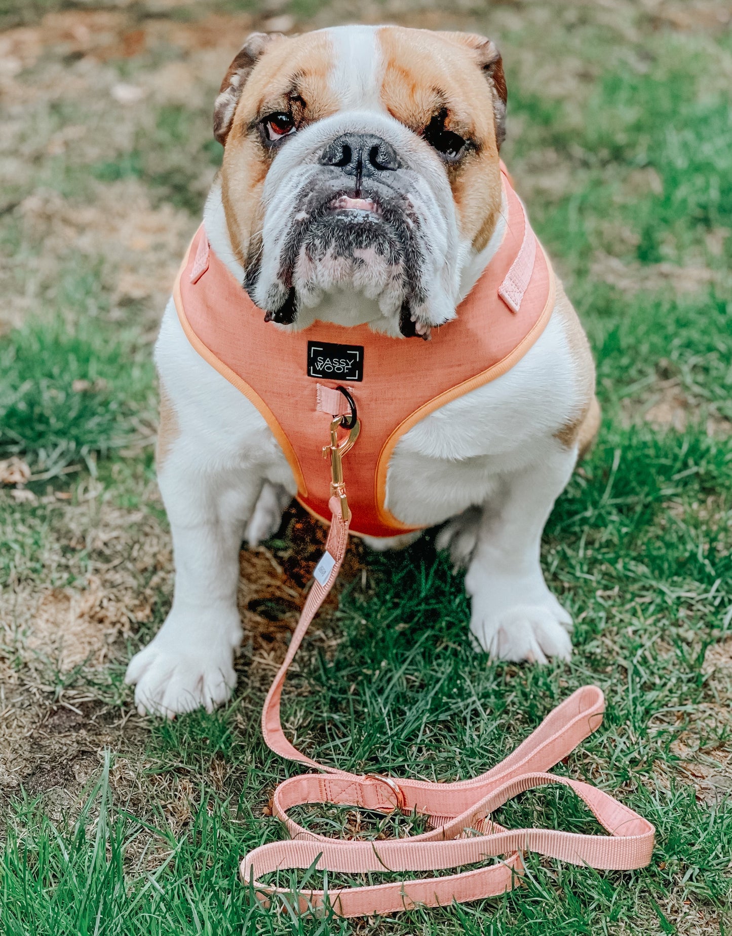 Dog Adjustable Harness - Apple Cider