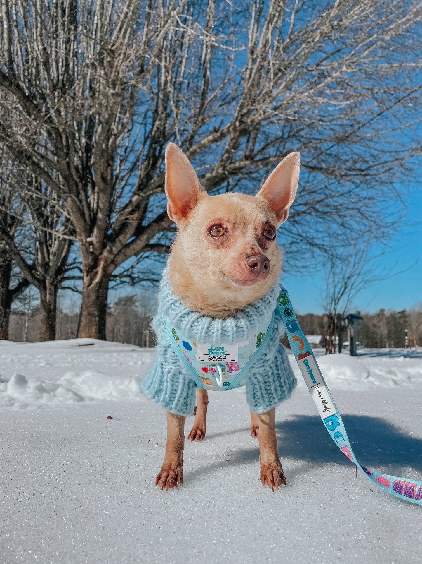 Dog Adjustable Harness - Care Bears™ Care-a-Lot