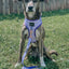 Dog Adjustable Harness - Aurora