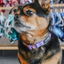 Dog Collar - Aurora