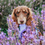 Dog Adjustable Harness - Aurora