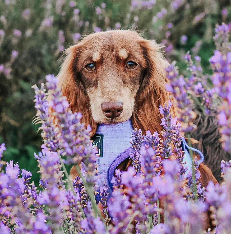 Dog Adjustable Harness - Aurora
