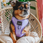 Dog Adjustable Harness - Aurora