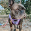 Dog Adjustable Harness - Aurora