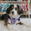 Dog Adjustable Harness - Aurora