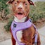 Dog Adjustable Harness - Aurora
