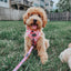 Dog Adjustable Harness - Mykonos