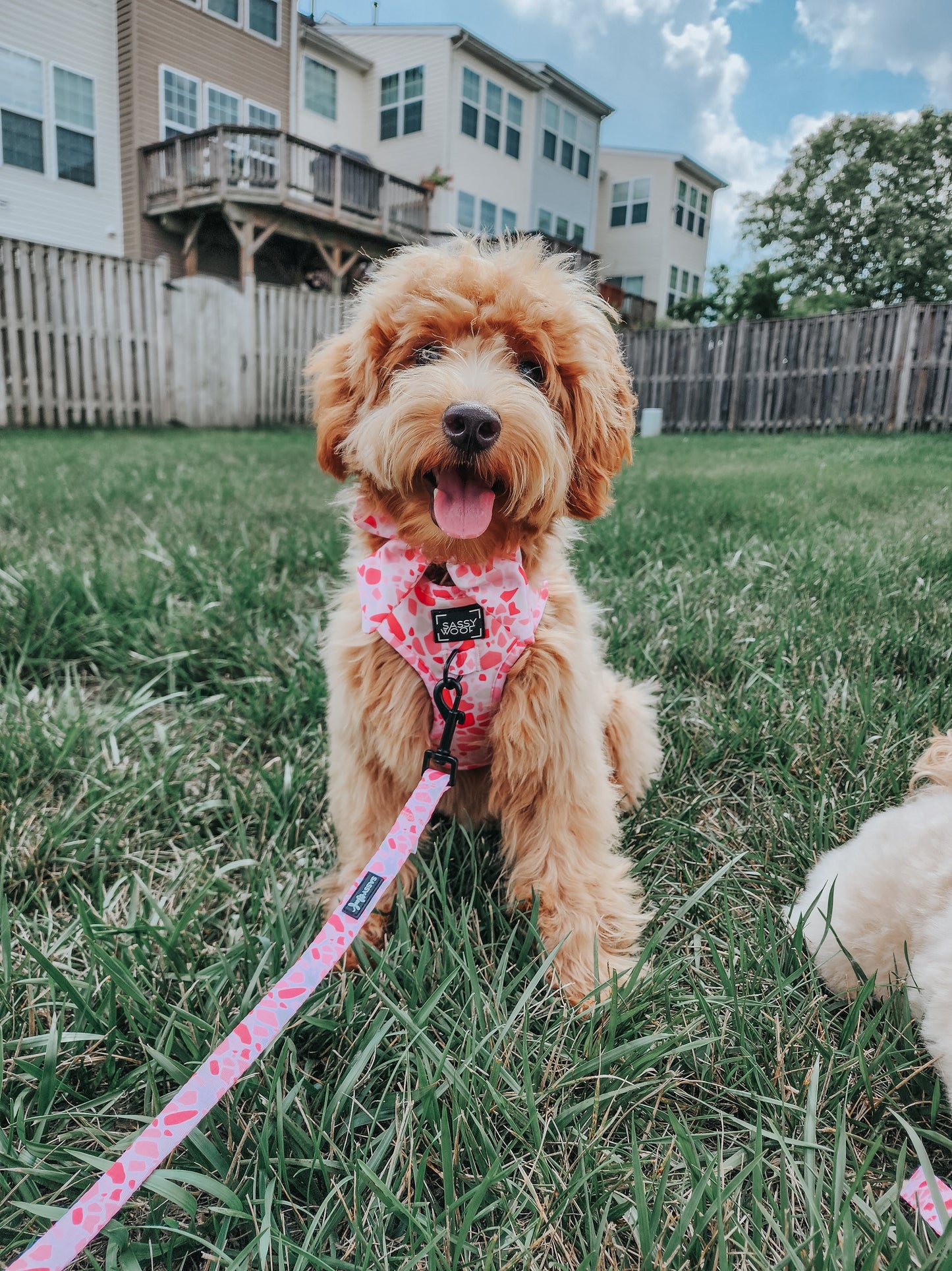 Dog Adjustable Harness - Mykonos