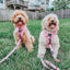 Dog Adjustable Harness - Mykonos