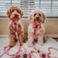 Dog Leash - Mykonos