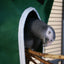 Avian Haven Hut for Pet Birds