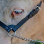 Derby Originals Premium Fancy Stitch Flat Leather Cattle Show Halter – Adjustable Fit with 48" Lead and 14" Chain, Small/Medium/Large – 1-Year Warranty