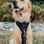 Dog Adjustable Harness - Baby Got Black