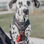 Dog Adjustable Harness - Baby Got Black