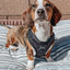 Dog Adjustable Harness - Baby Got Black